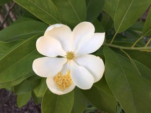 SweetbayMagnoliaFlower180615
