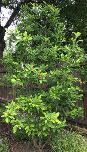 SweetbayMagnoliaFullView180610