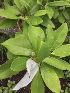 SweetbayMagnoliaLeaves180622