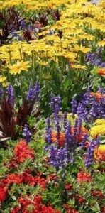 Photo of red, purple, and yellow flowers