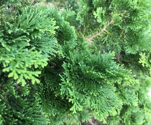 HinokiCypressLeaves180902