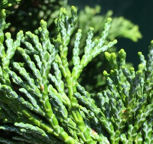 HinokiCypressLeavesUnderside180902