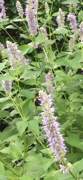 AgastachePollinator180723