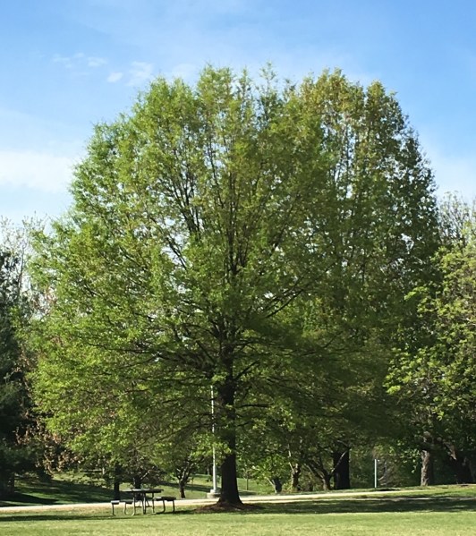 WillowOakFullView190423