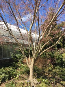 TreeStructure2_190317