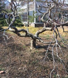 TreeStructure3_190317