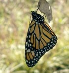 Monarch and chrysalis