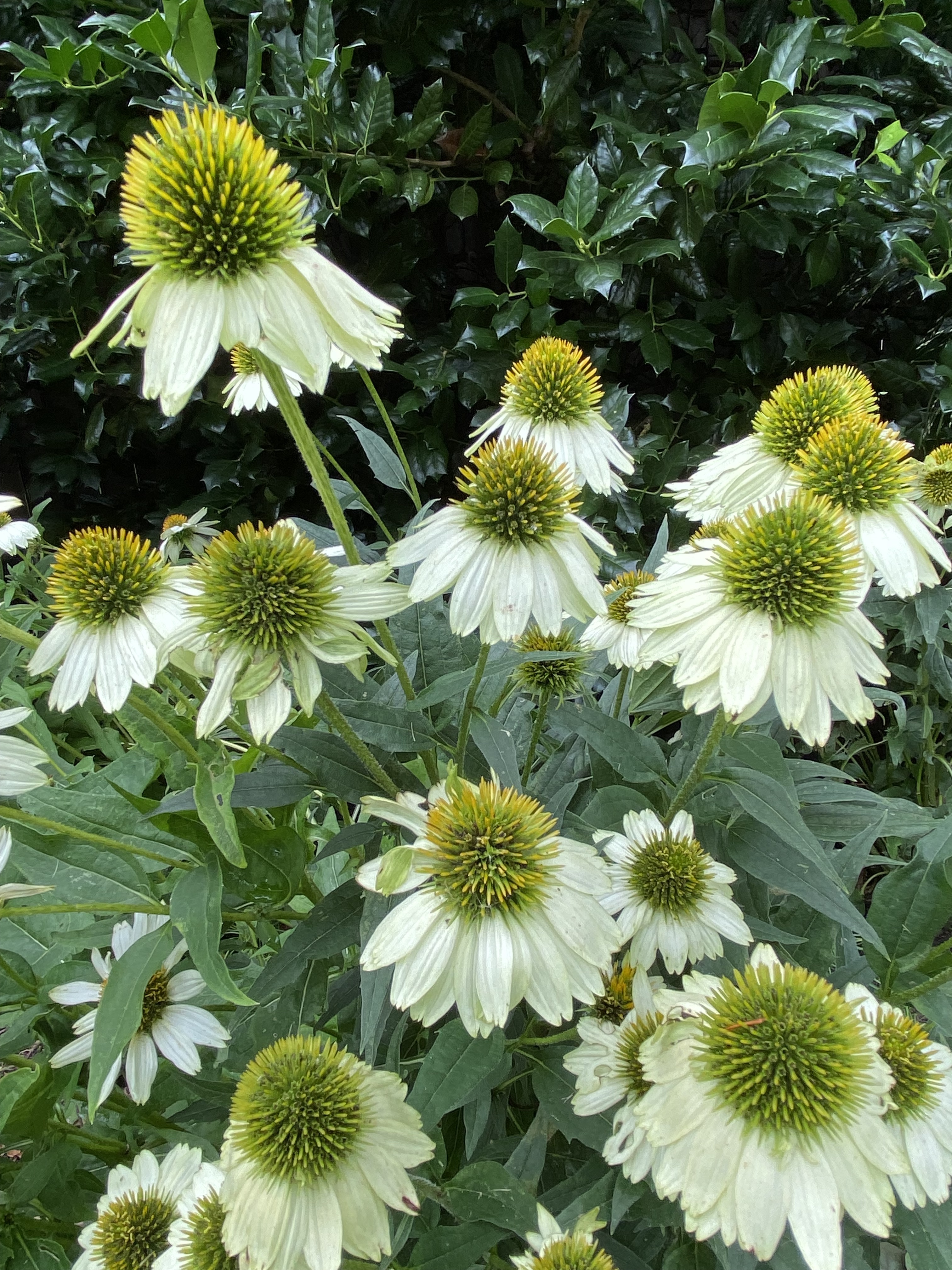 Echinacea purpurea 'PowWow White'