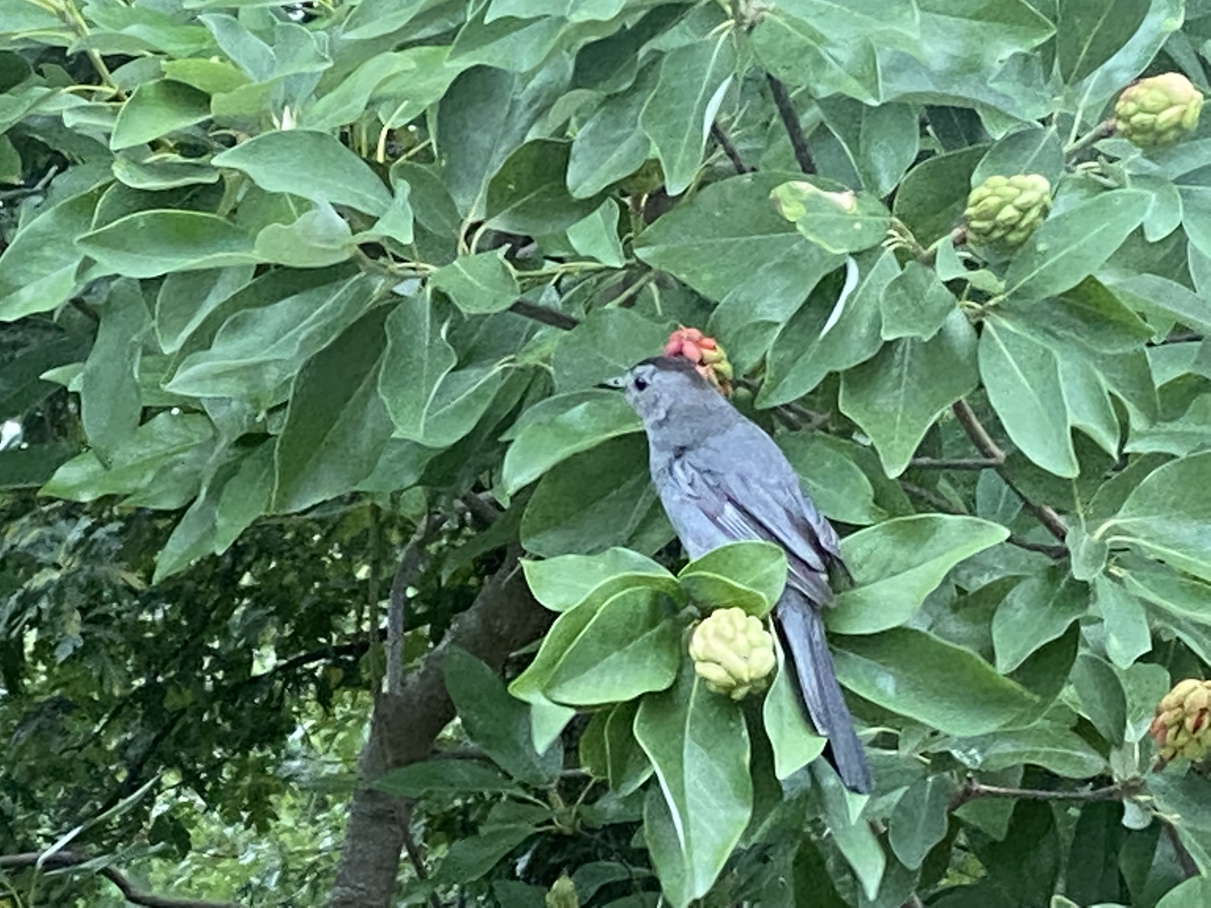 Gray Catbird and Sweetbay Magnolia fruit