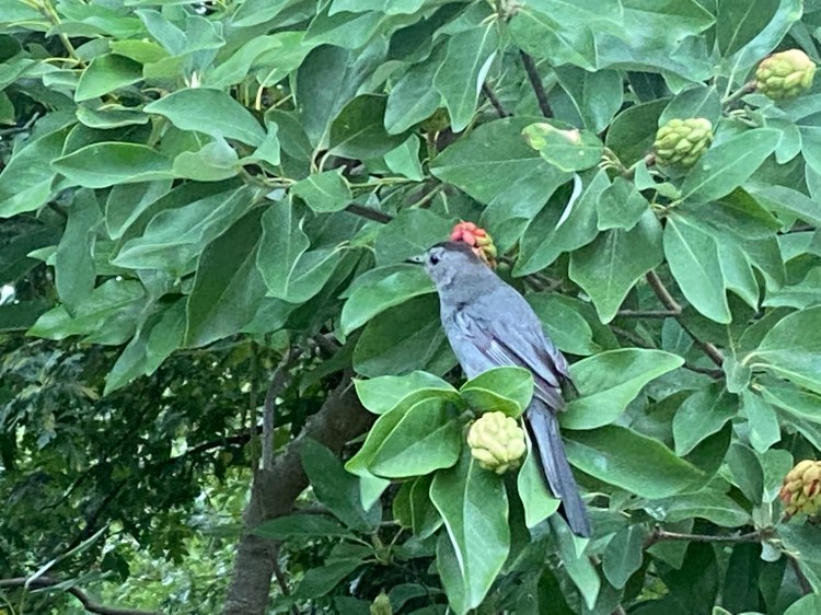 Gray Catbird and Sweetbay Magnolia fruit