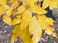 What’s Wrong with Your Plant? First Observe, Then Check Extension Services for&nbsp;Help