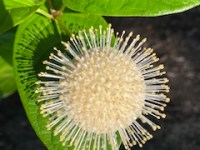 So What Exactly Is a Native Plant? The Pollinator-Friendly Plant Labeling Act May Have an&nbsp;Answer