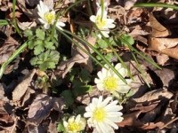 On Leaving the&nbsp;Leaves