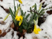 Spring Arrives – Early, Beautiful, and&nbsp;Unsettling