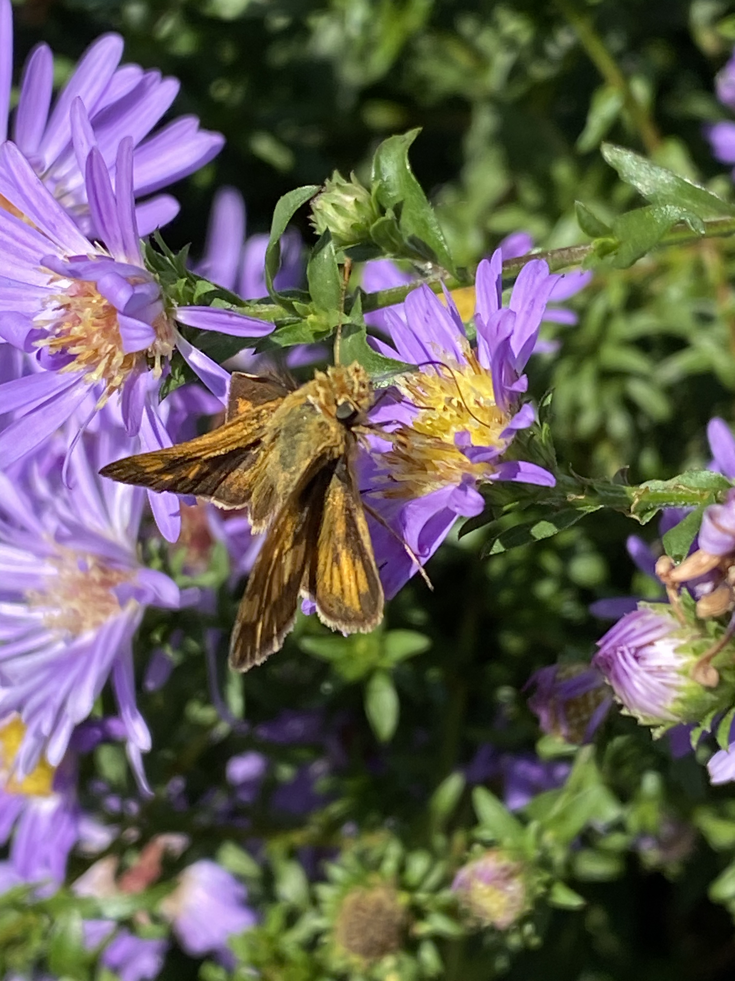 09/20/2024: Peck's Skipper on a flower of Aster 'Little Carlow' 'Little Carlow' flowers are about 1" to 1 1/2" across. Skippers are a family of butterflies, and Peck's Skipper is common in Maryland (see Common Butterflies and Skippers).