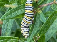 Monarch Butterfly Duo